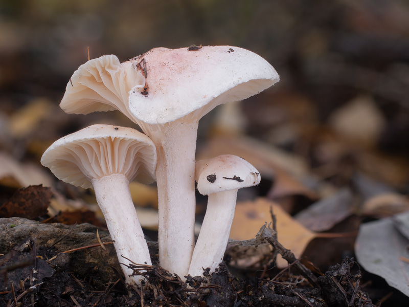 Hygrophorus queletii Hygrophorus roseodiscoideus